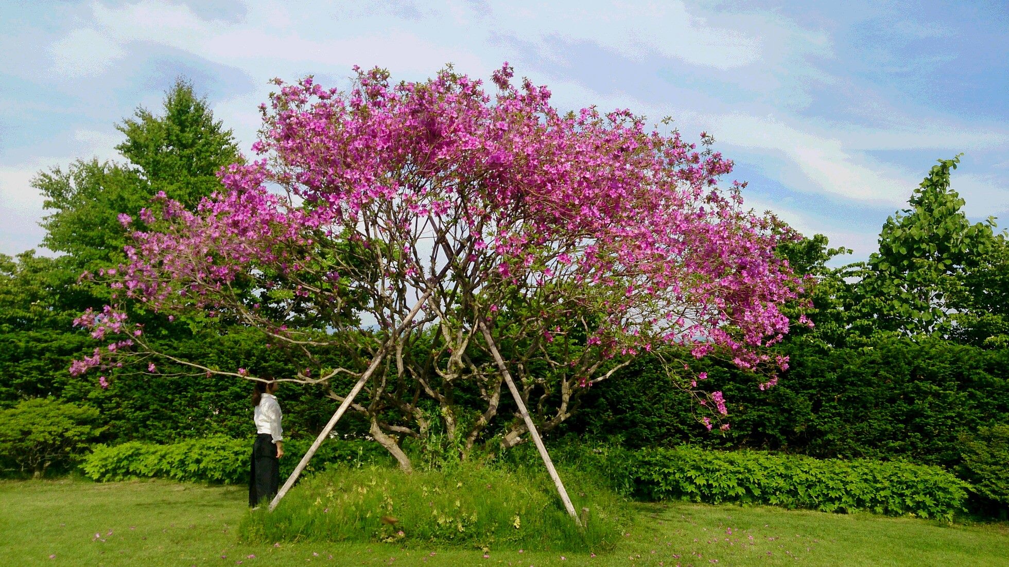 オオムラサキツツジ オオムラサキツツジ