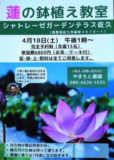 蓮の鉢植え講座